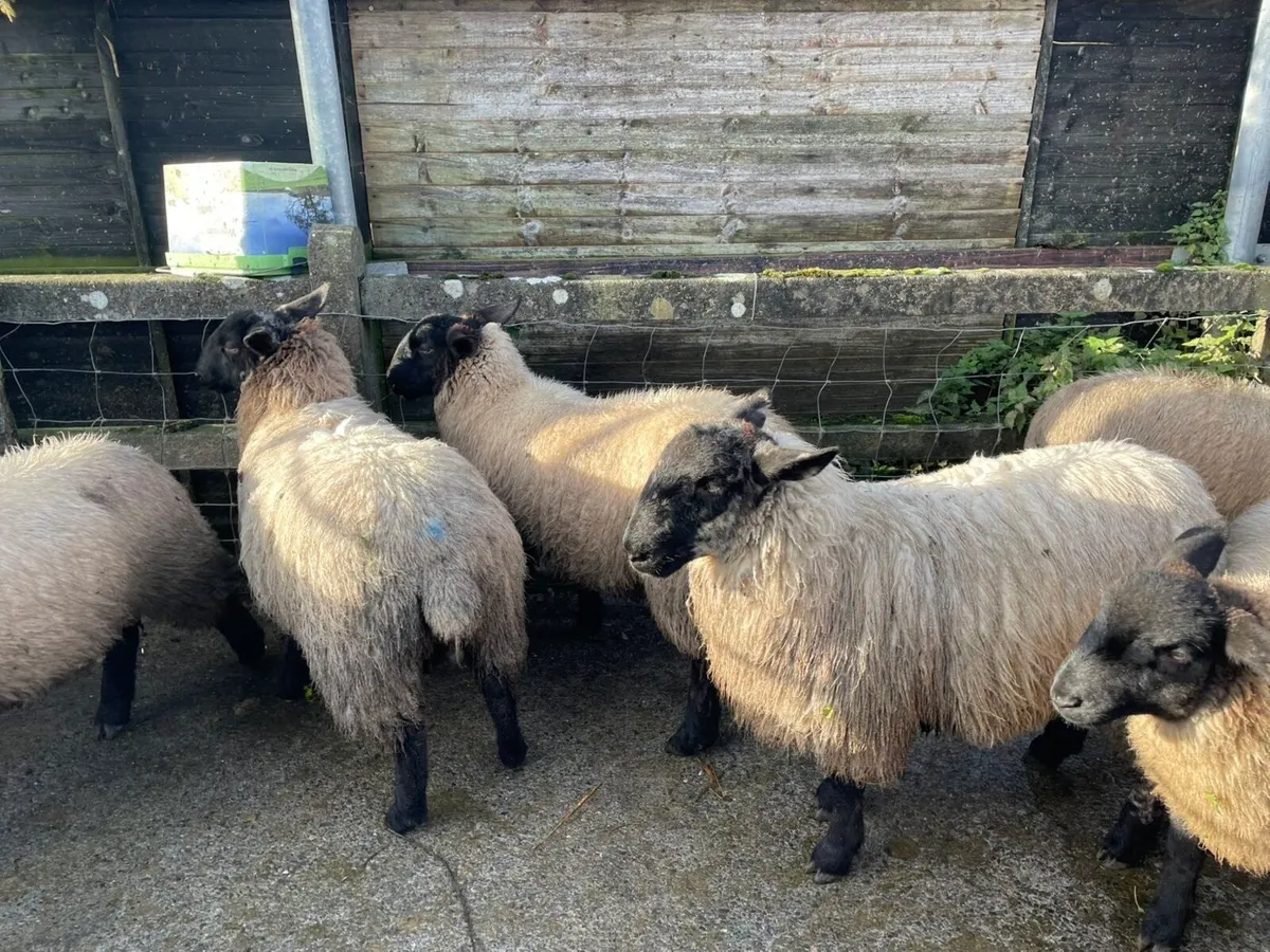Ewe lambs for sale - Image 3