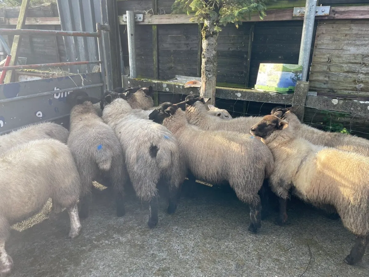 Ewe lambs for sale - Image 4