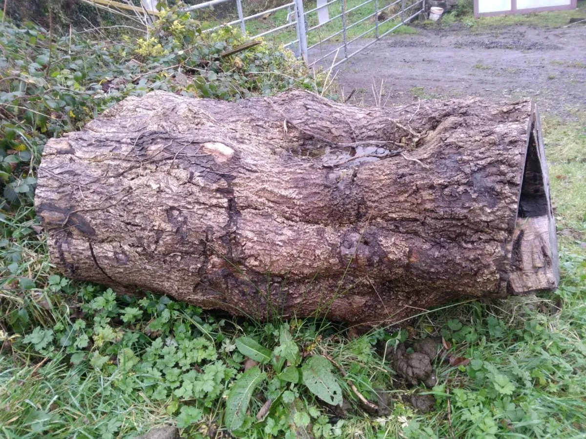 Log / tree trunk for firewood? - Image 2