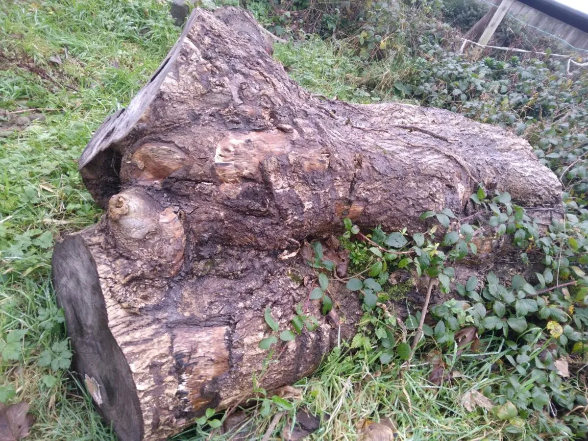Log / tree trunk for firewood? - Image 1