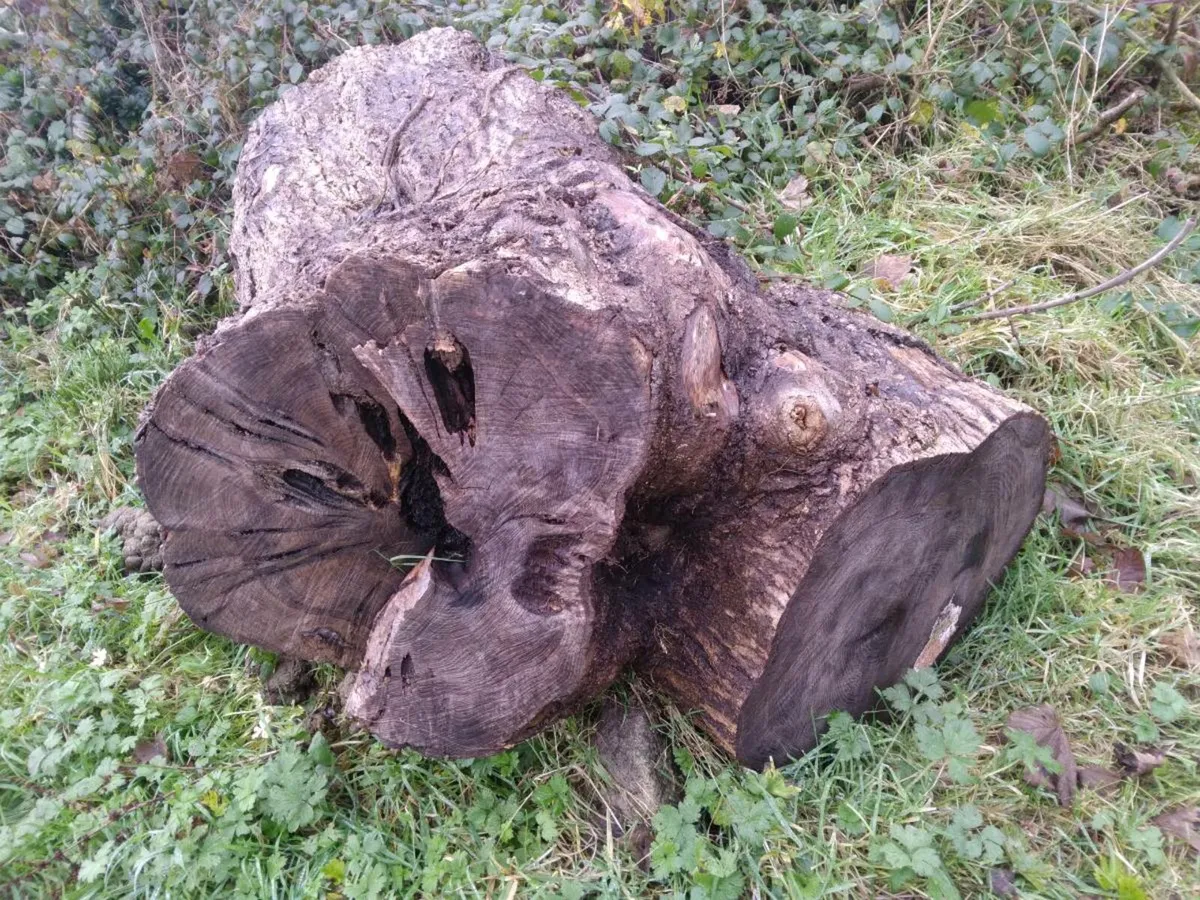 Log / tree trunk for firewood? - Image 3