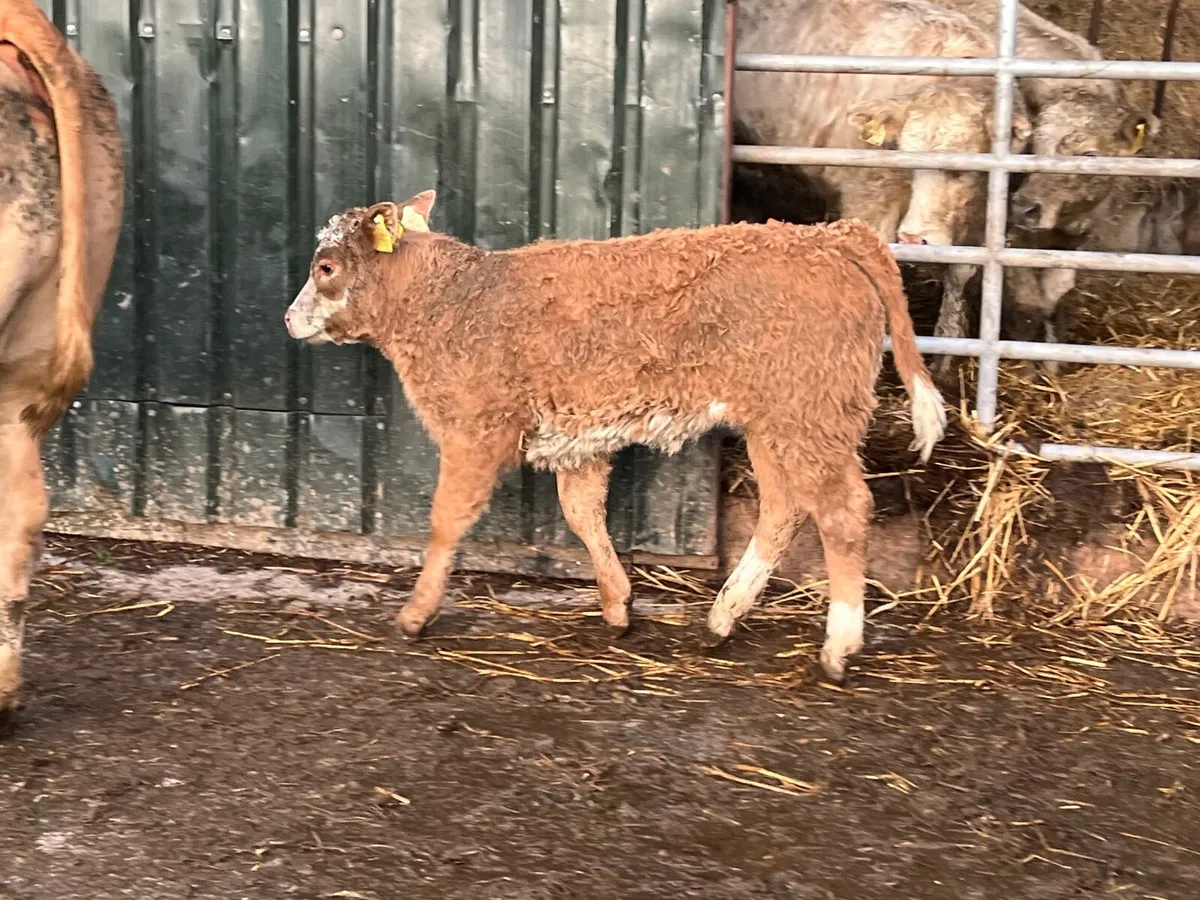 Show quality heifer with heifer calf - Image 2