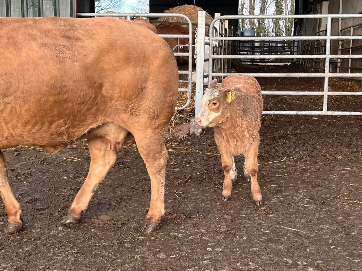 Show quality heifer with heifer calf - Image 4