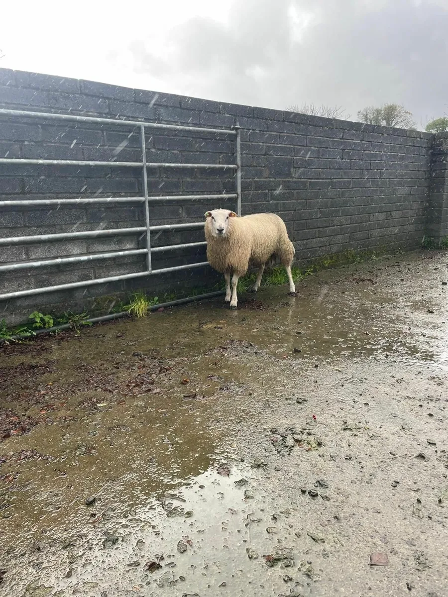 Sis approved ram lamb - Image 1