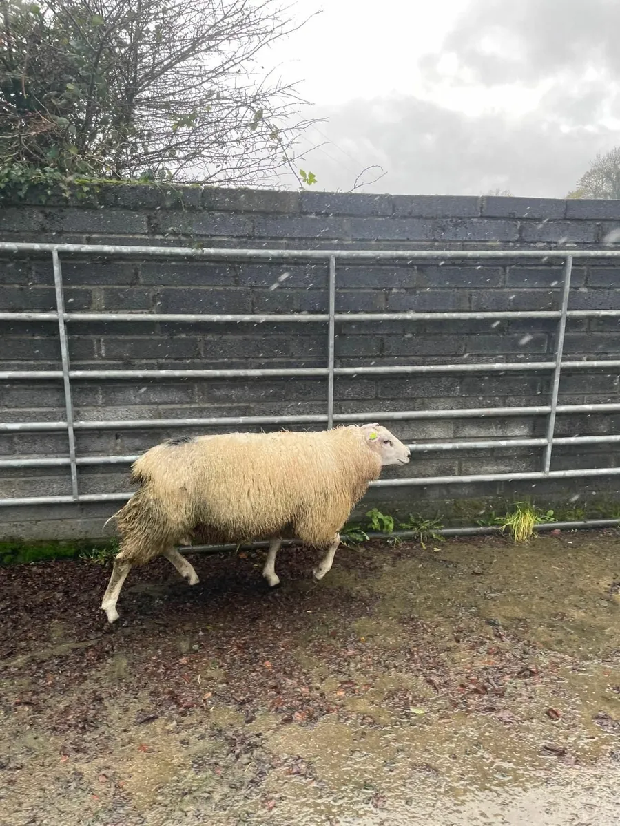 Sis approved ram lamb - Image 2