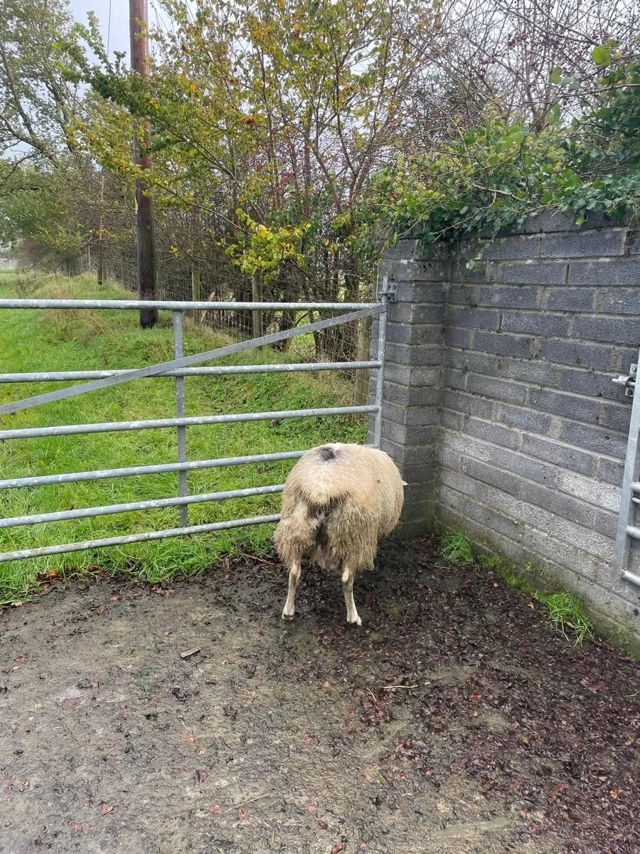 Sis approved ram lamb - Image 3