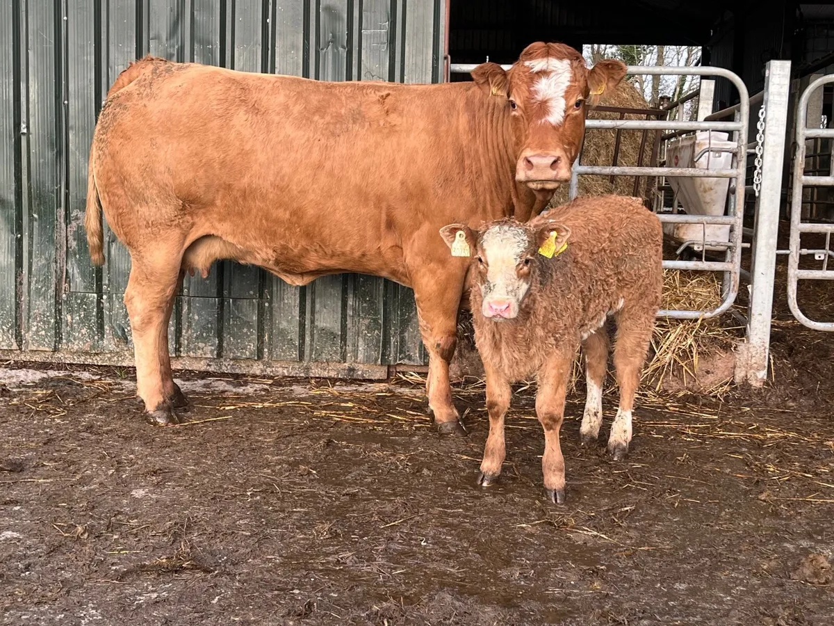 Show quality heifer with heifer calf - Image 1