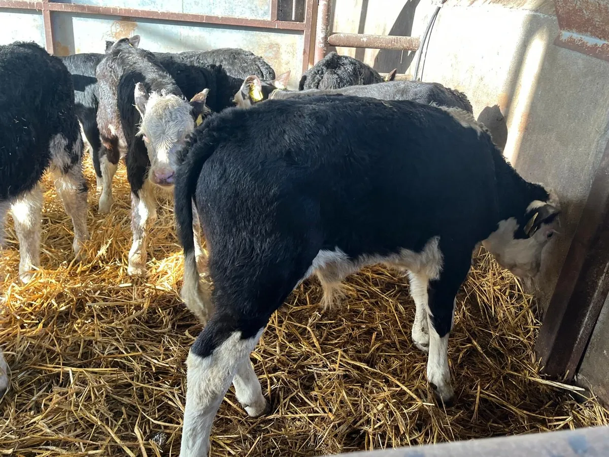 8 super  Hereford bull  calf’s - Image 1