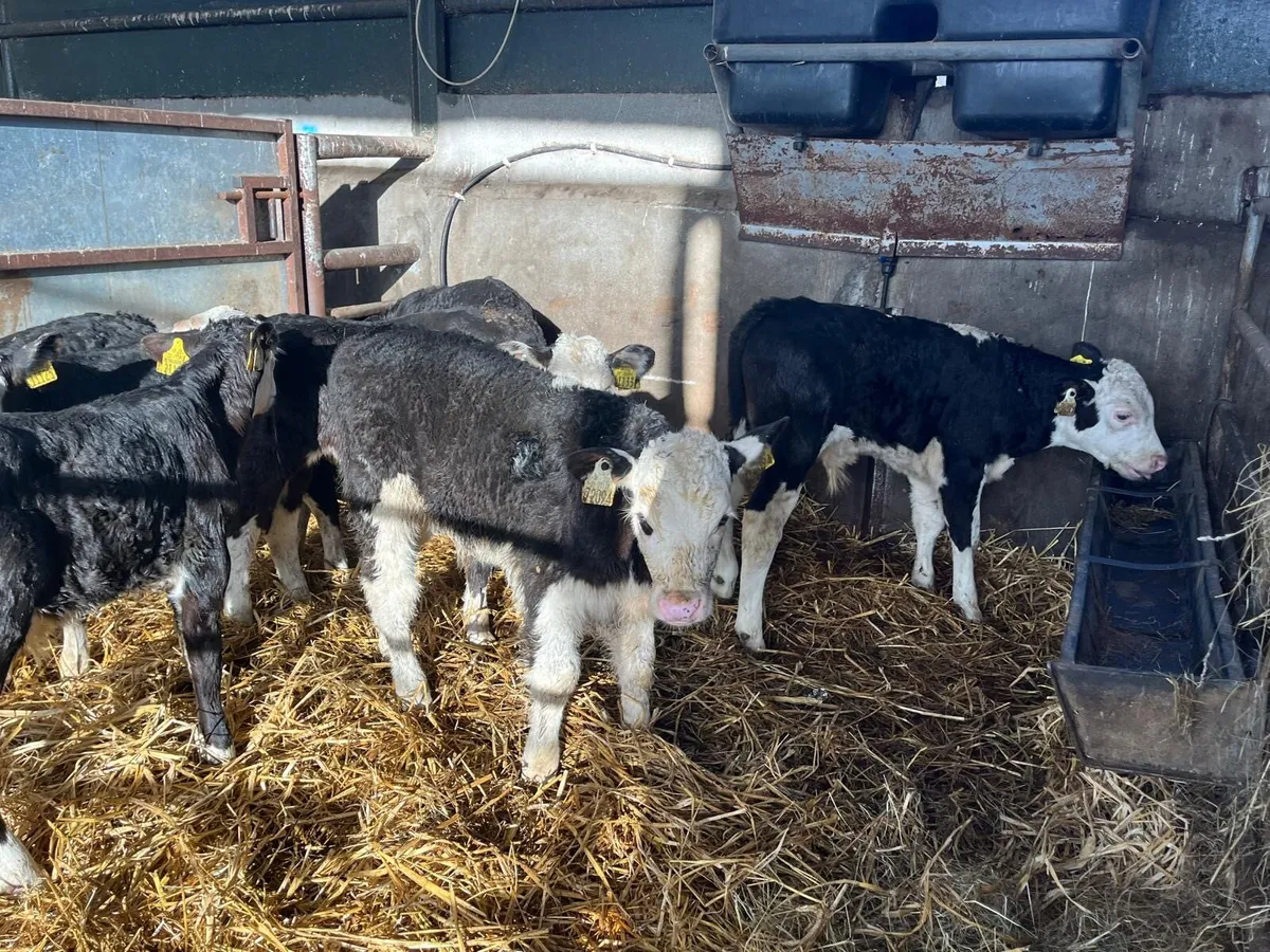 8 super  Hereford bull  calf’s - Image 2