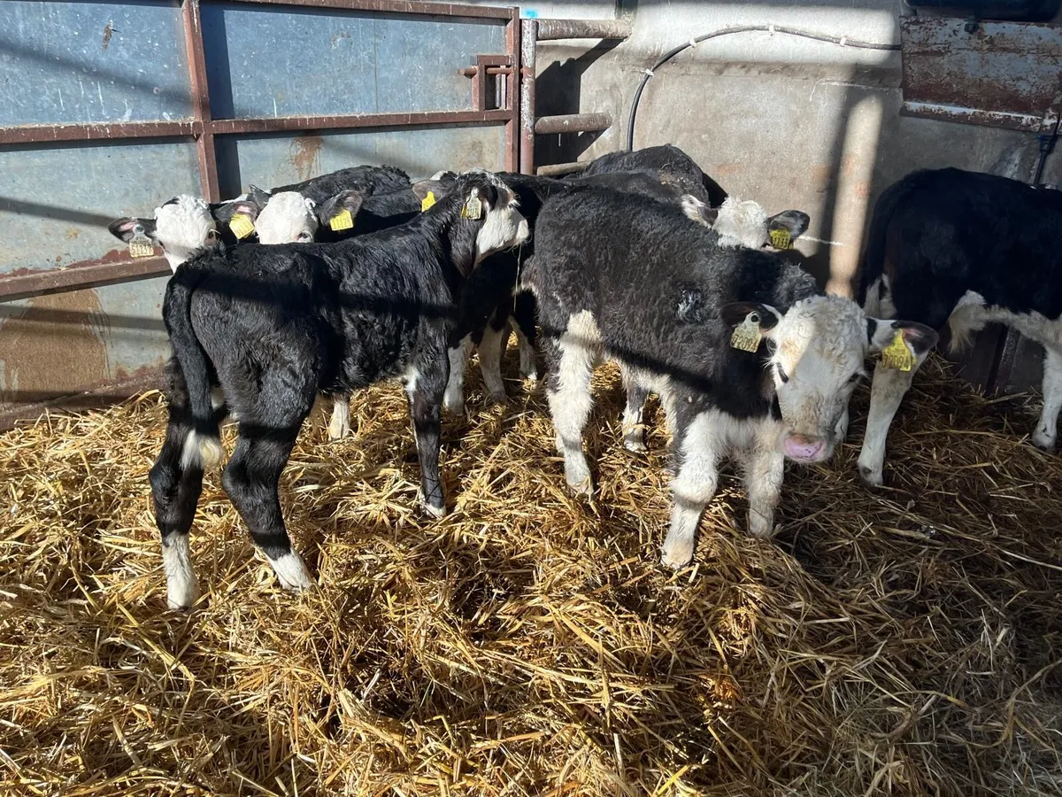 8 super  Hereford bull  calf’s - Image 3
