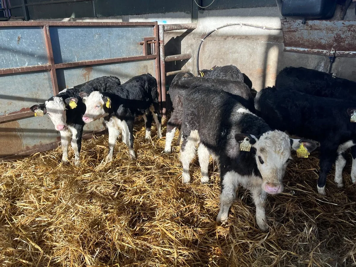 8 super  Hereford bull  calf’s - Image 4