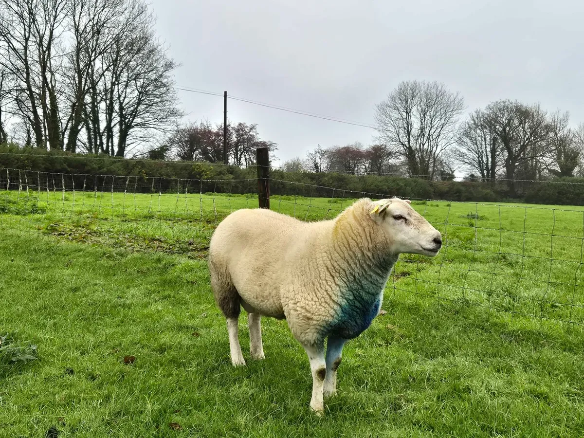Belclare Ram - Image 1