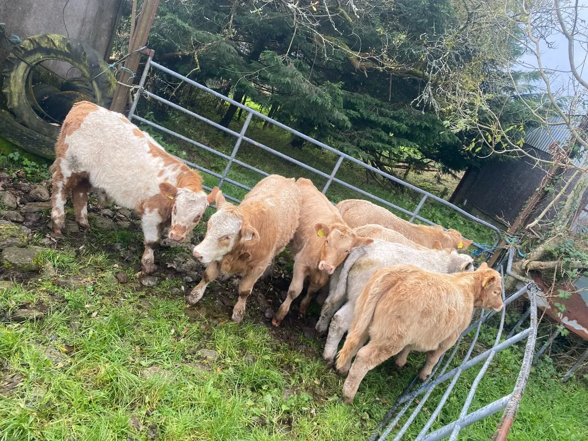 Golden Charolais weanlings - Image 2