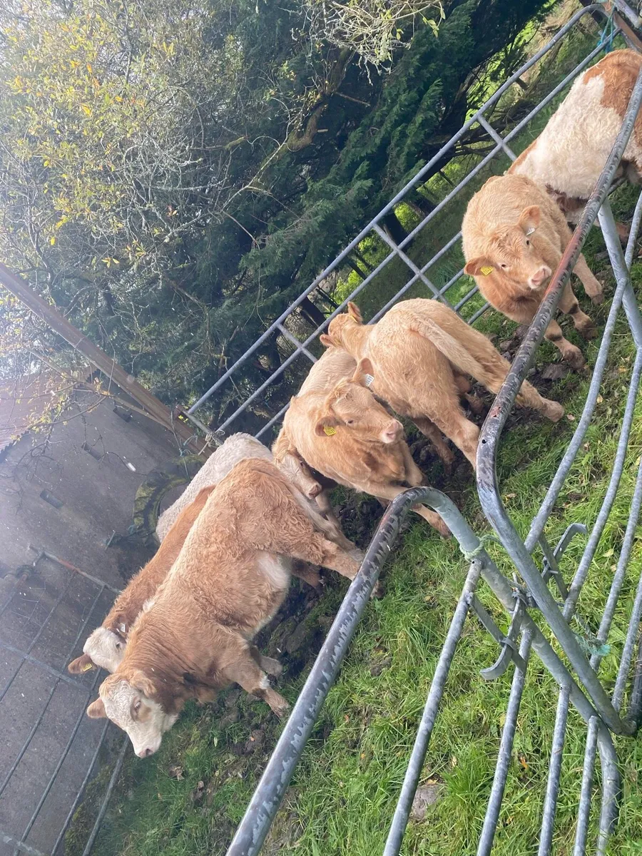 Golden Charolais weanlings - Image 3