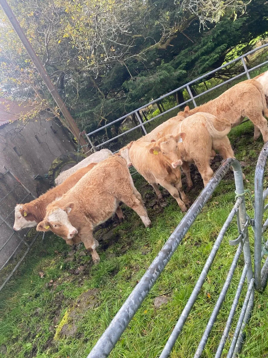 Golden Charolais weanlings - Image 1