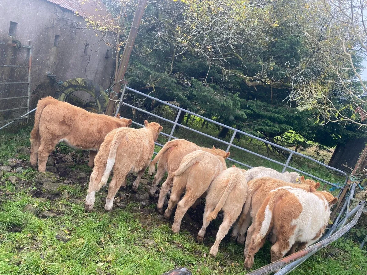 Golden Charolais weanlings - Image 4