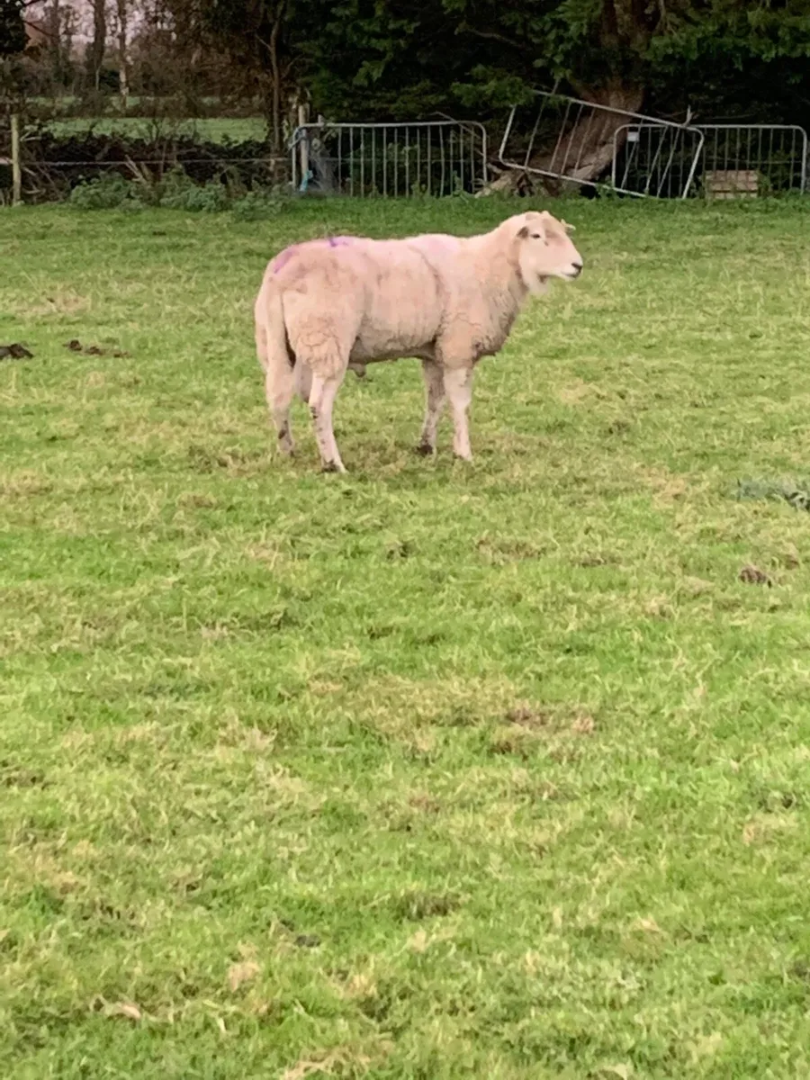 Charlollais cross ram - Image 1