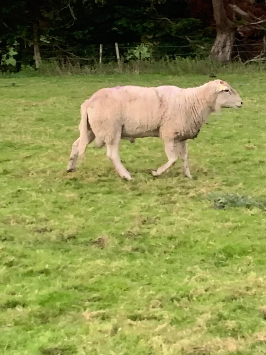 Charlollais cross ram - Image 2