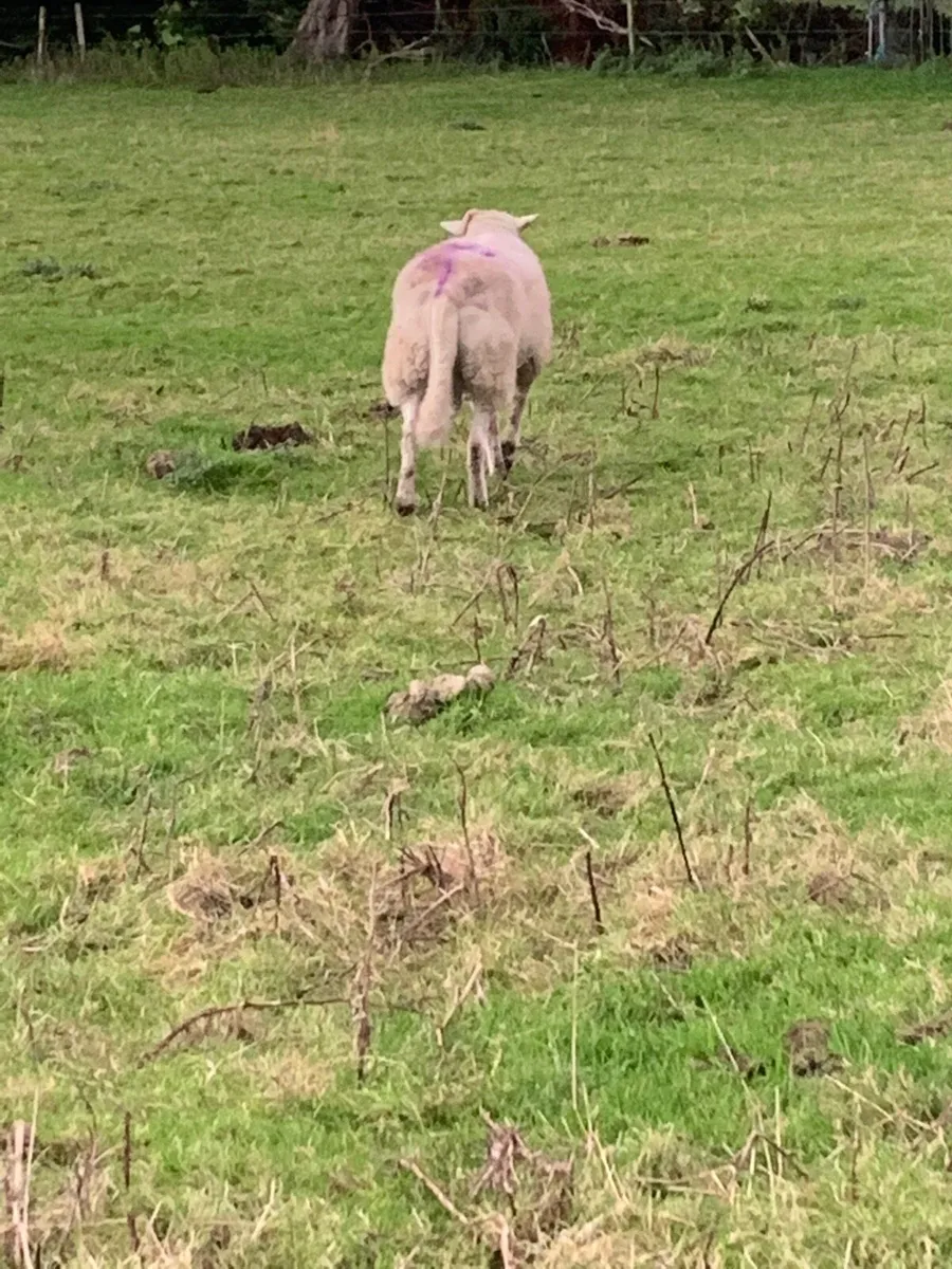 Charlollais cross ram - Image 3