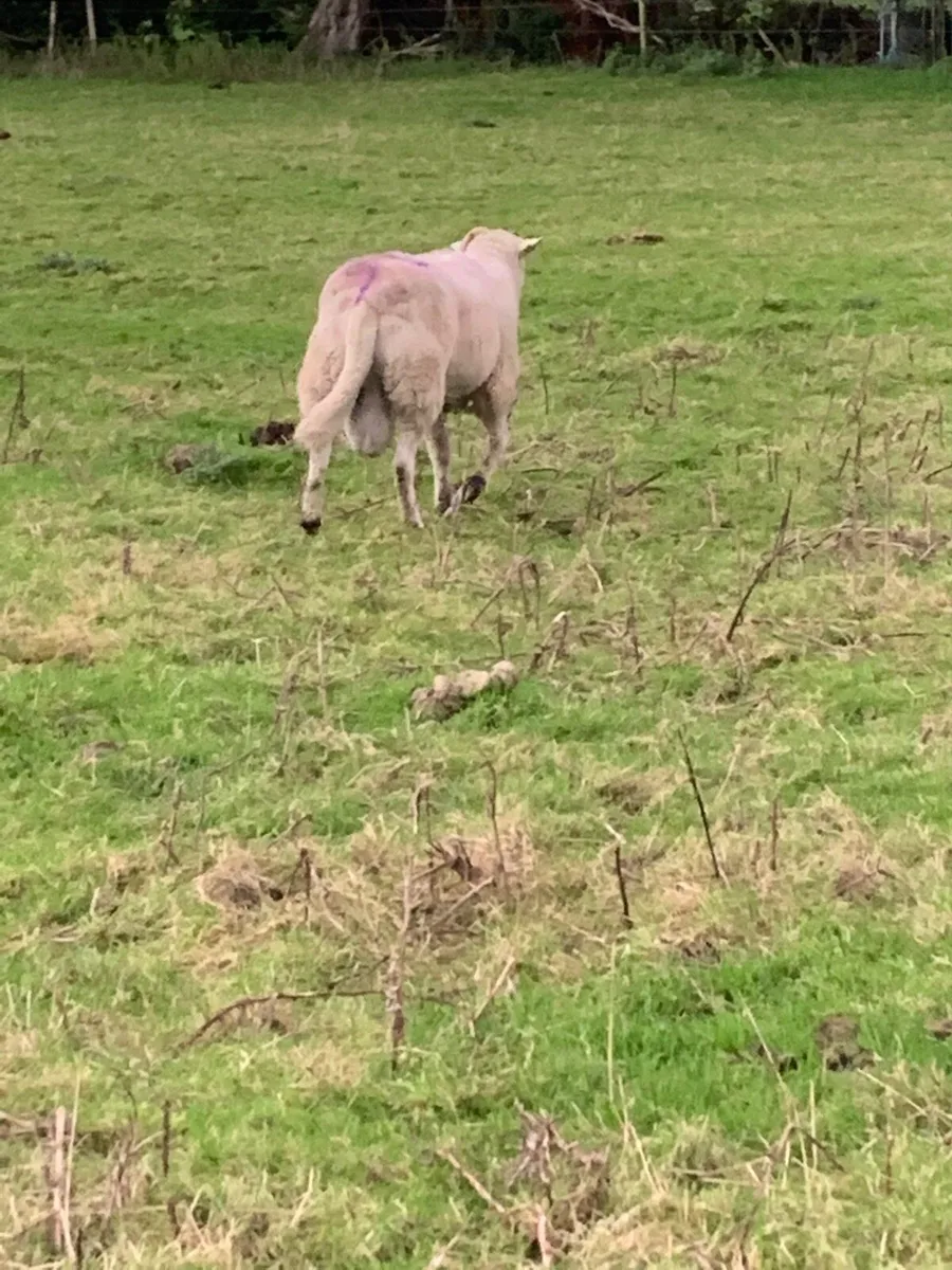 Charlollais cross ram - Image 4