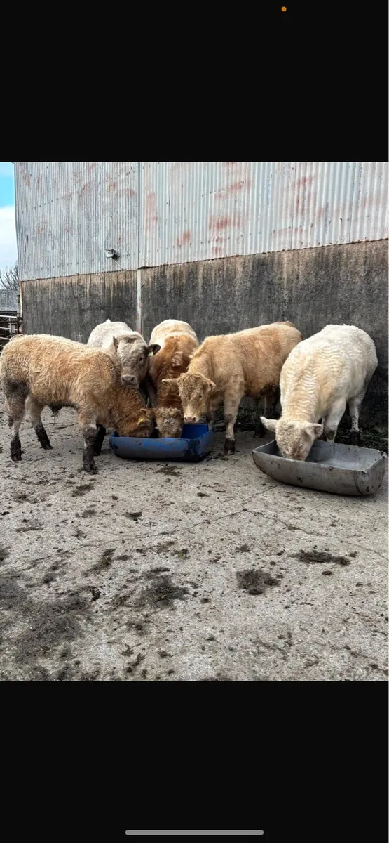5 weanling bulls - Image 1