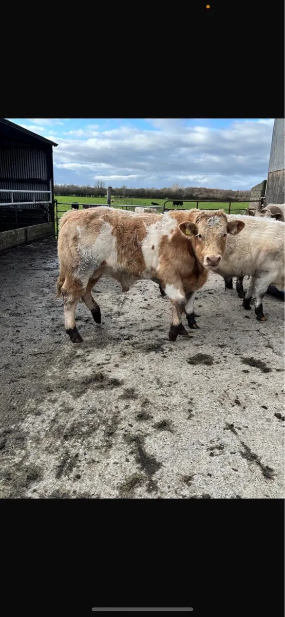 5 weanling bulls - Image 2