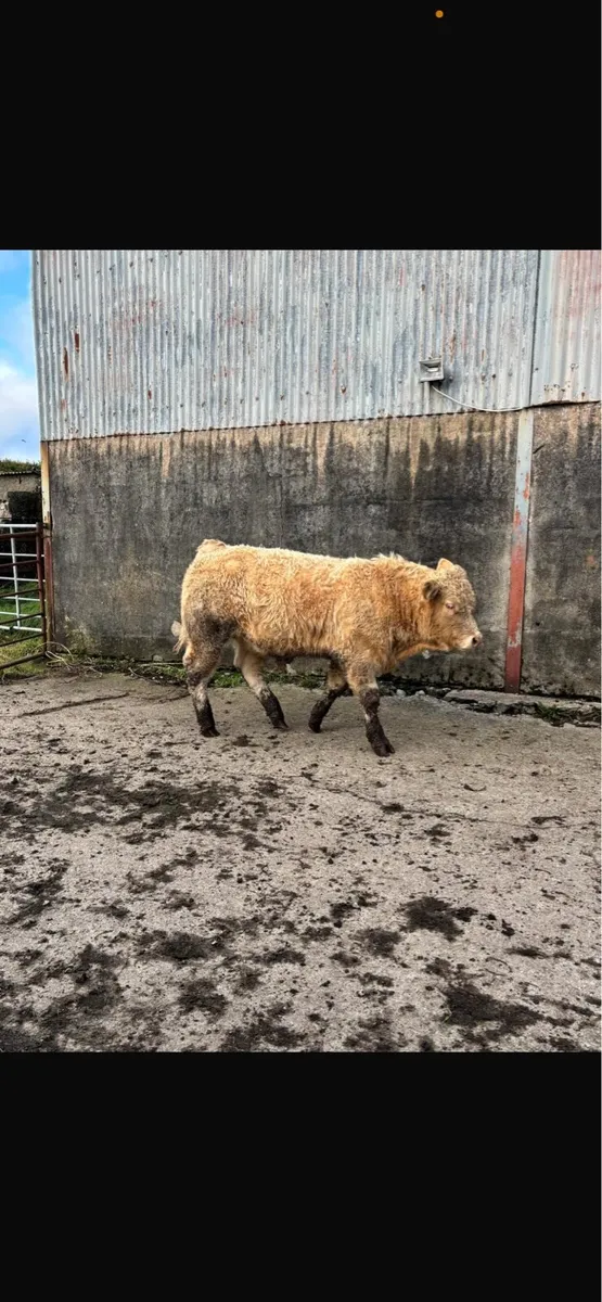 5 weanling bulls - Image 3