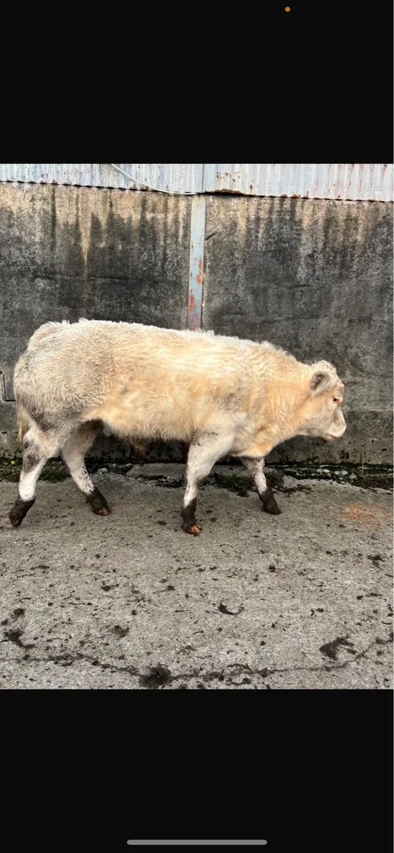 5 weanling bulls - Image 4