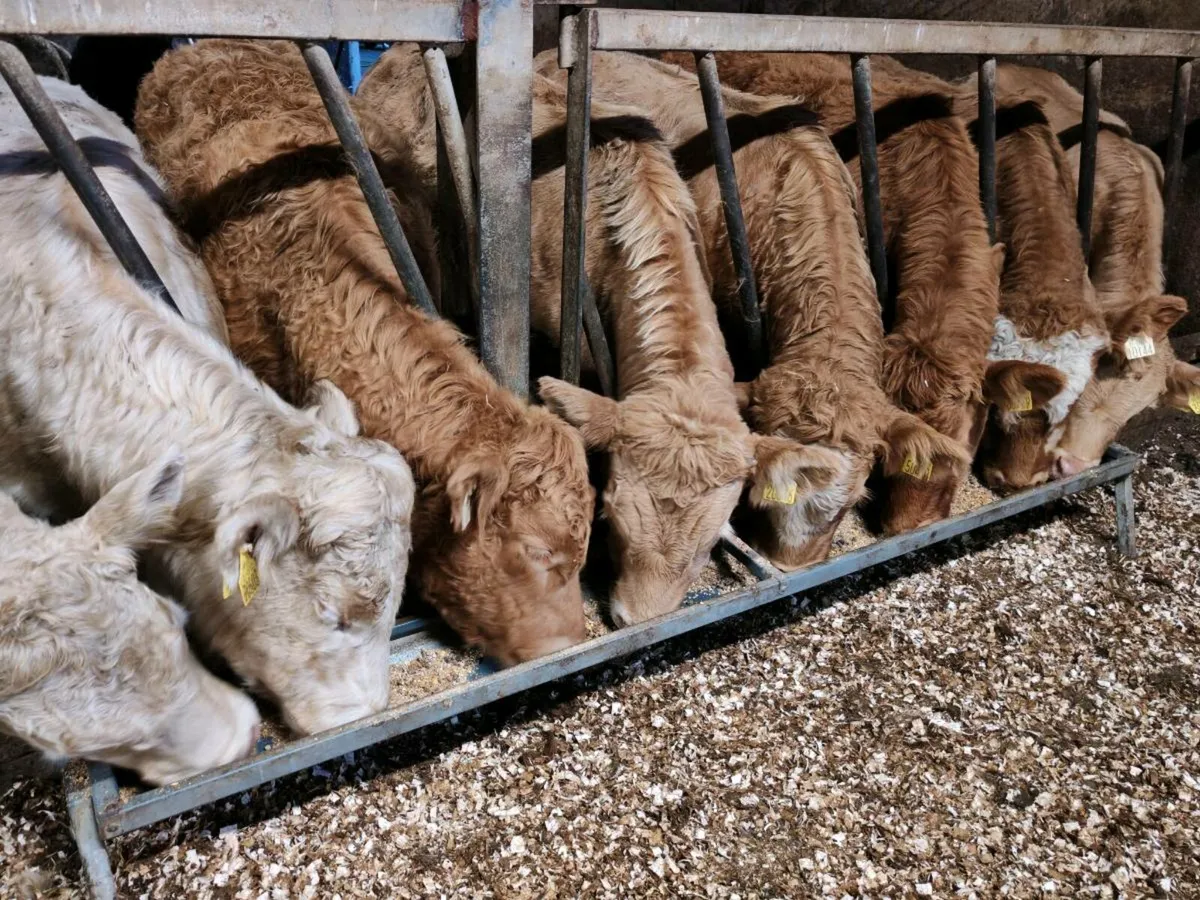 20 Cracking Chx Bullock's 350 kgs - Image 2