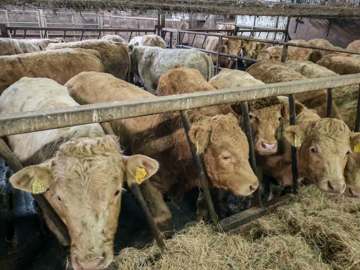 20 Cracking Chx Bullock's 350 kgs - Image 3