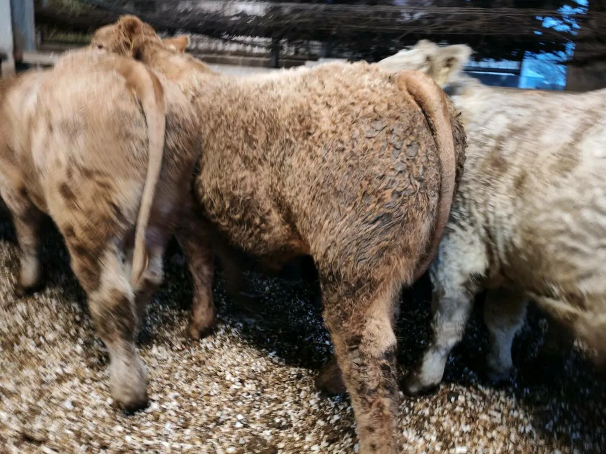 20 Cracking Chx Bullock's 350 kgs - Image 4