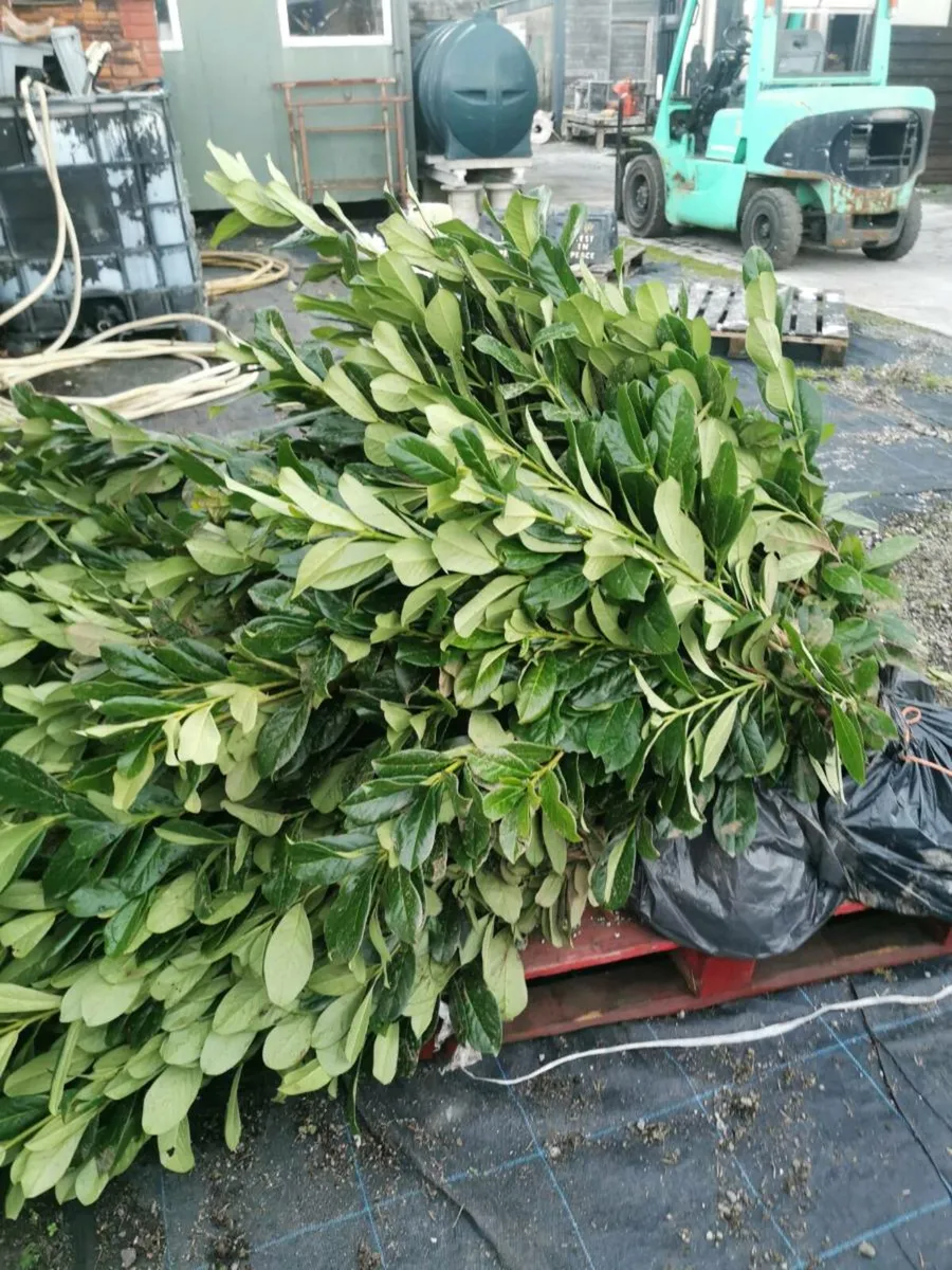 Laurel hedging - Image 1