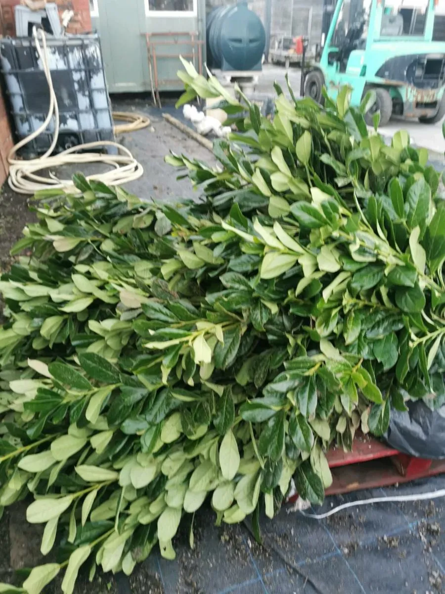 Laurel hedging - Image 2