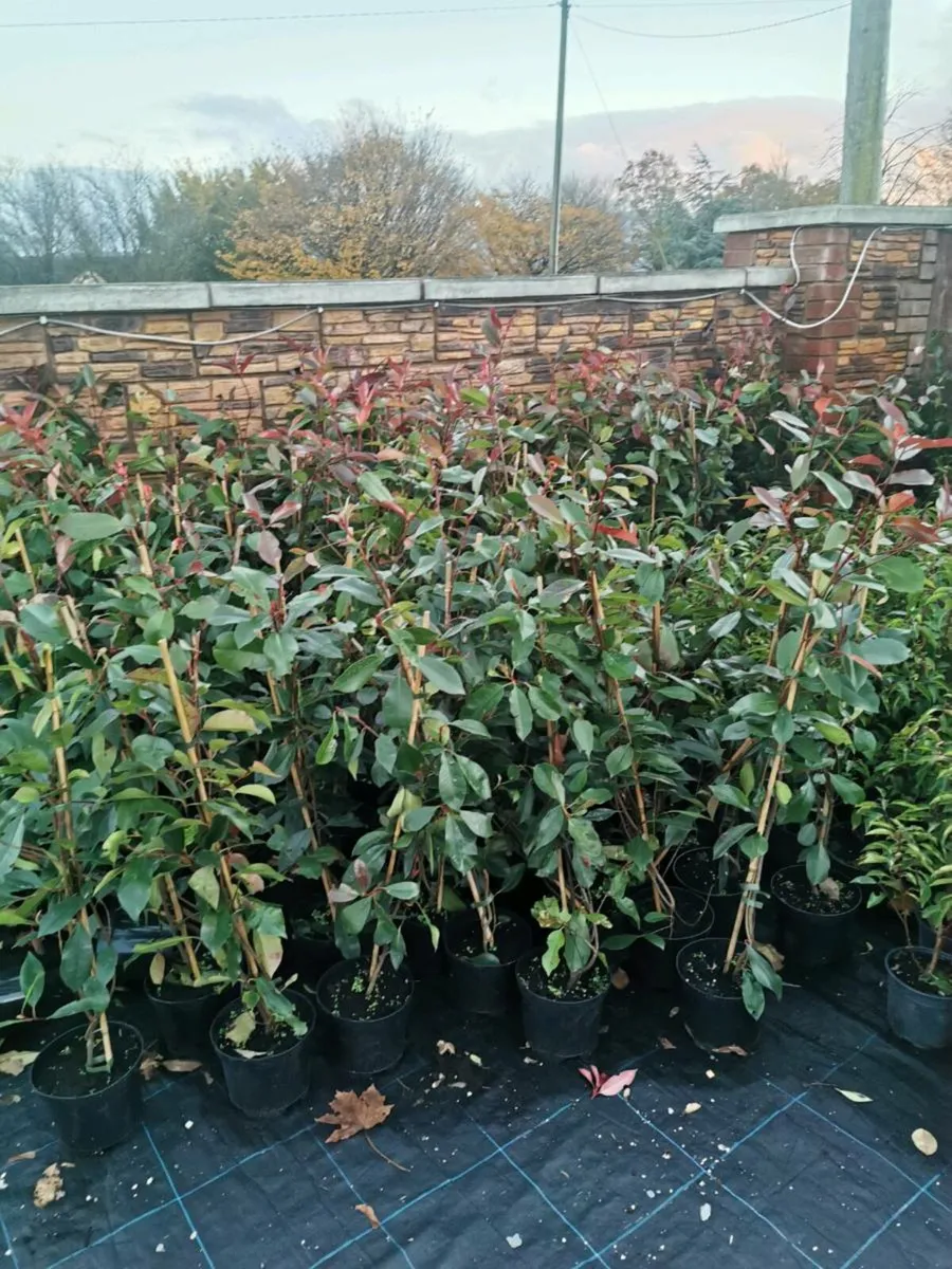 Laurel hedging - Image 3