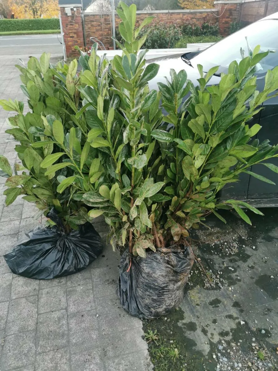 Laurel hedging - Image 4