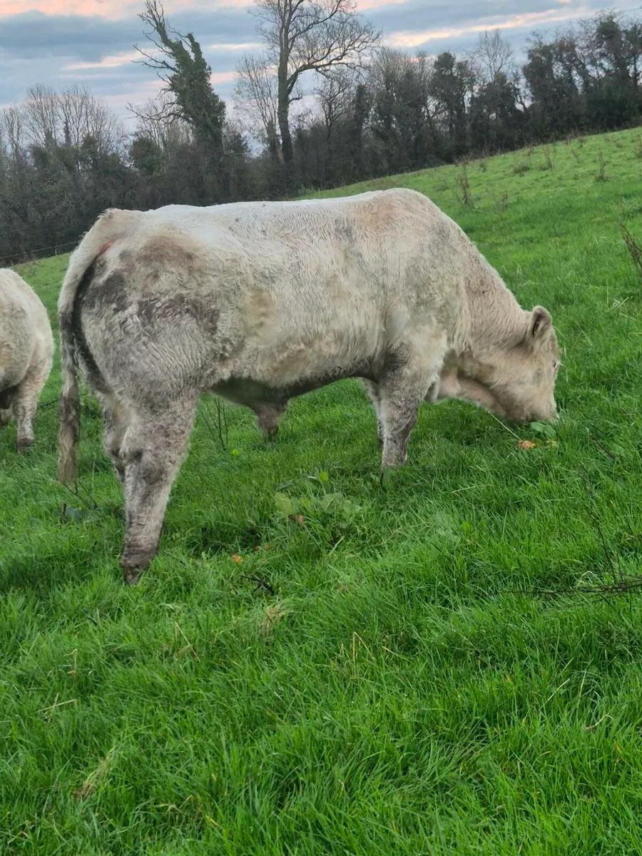 Pedigree registered charolais Bulls - Image 2