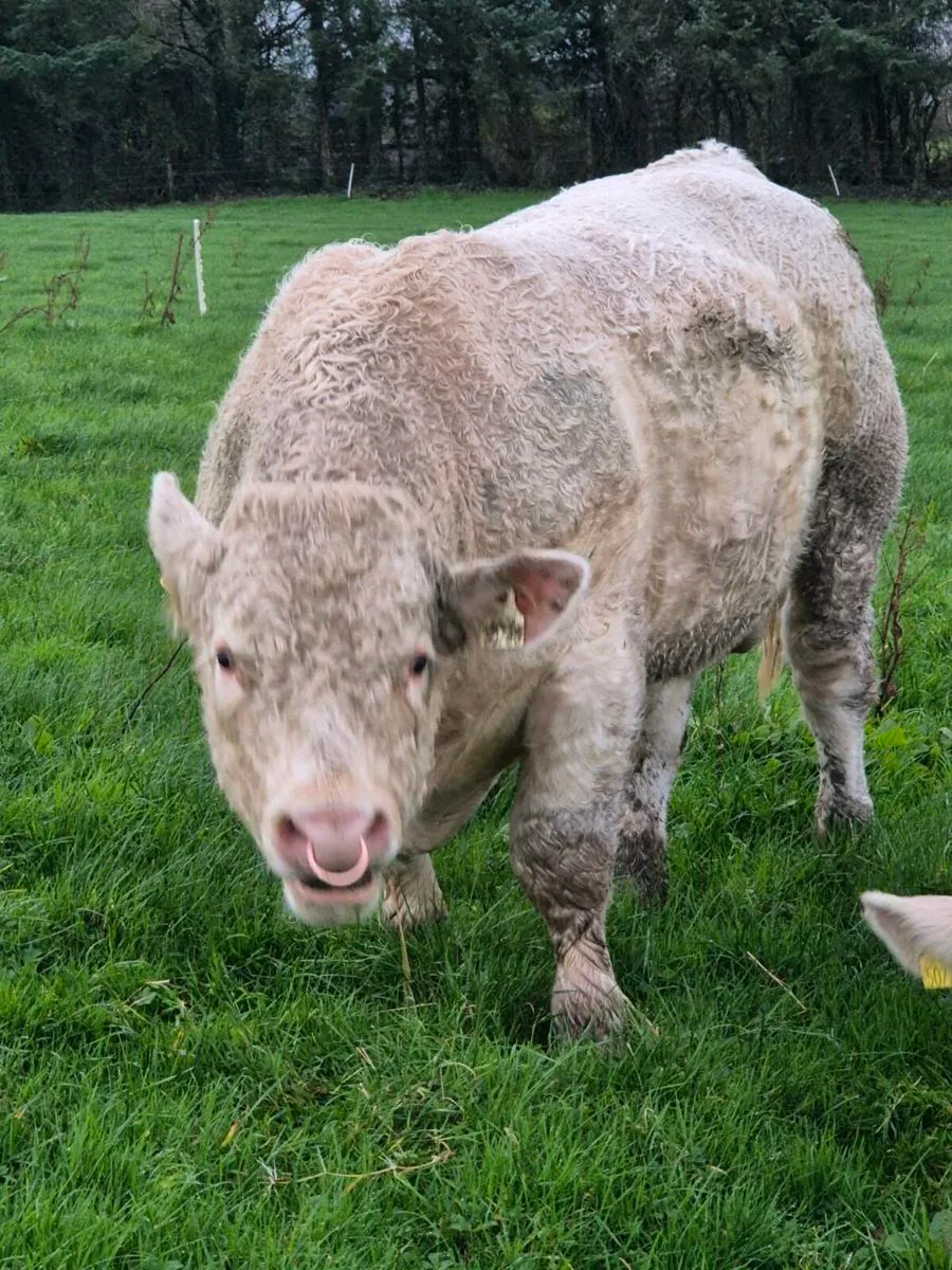 Pedigree registered charolais Bulls - Image 3