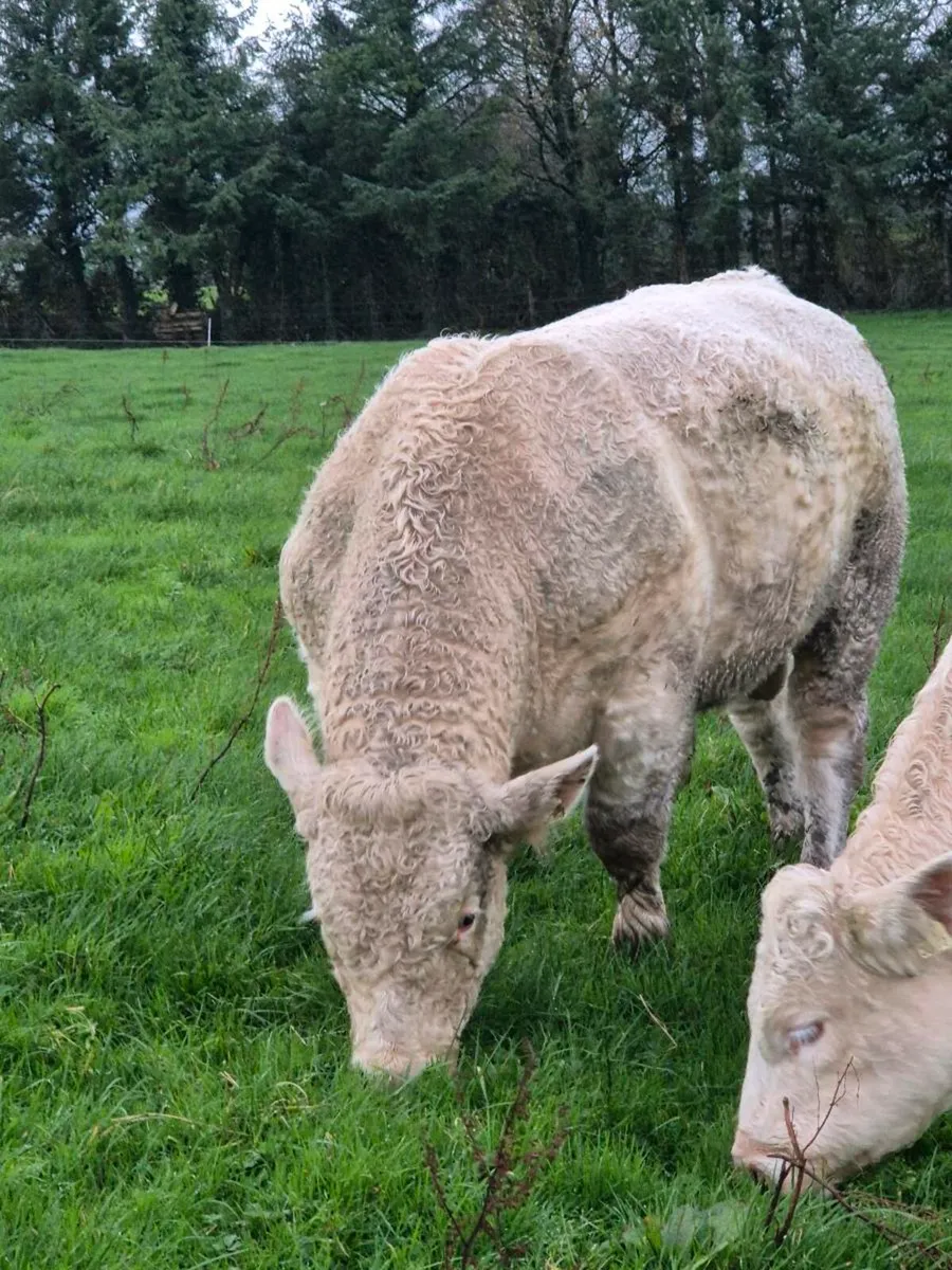 Pedigree registered charolais Bulls - Image 4