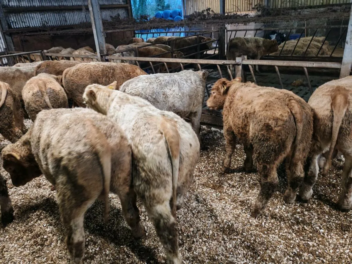 20 Cracking Chx Bullock's 350 kgs - Image 1