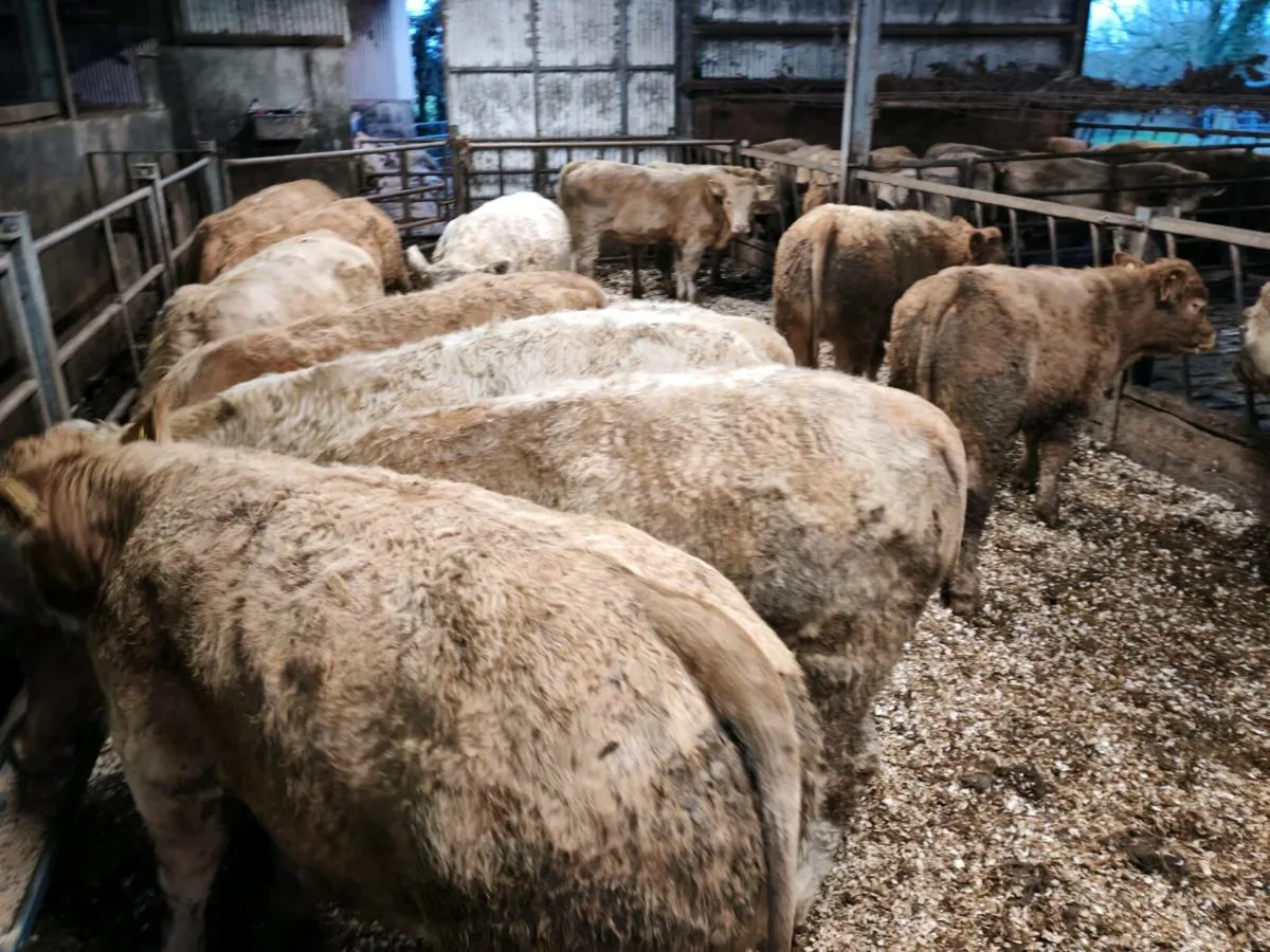 20 Cracking Chx Bullock's 350 kgs - Image 1
