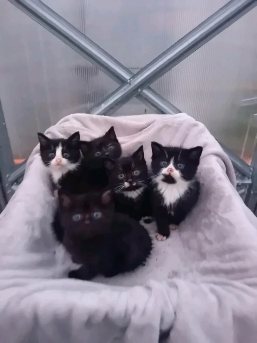 Kittens - Image 2