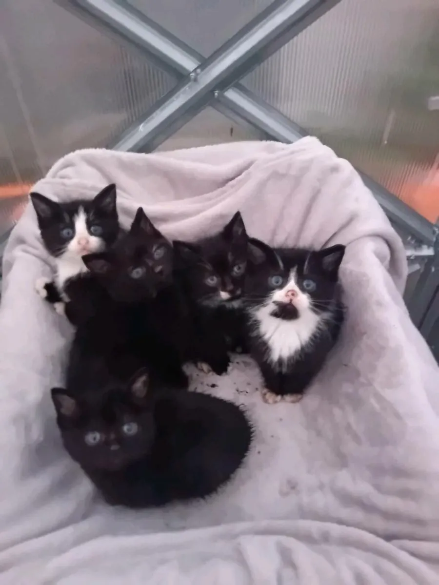 Kittens - Image 3