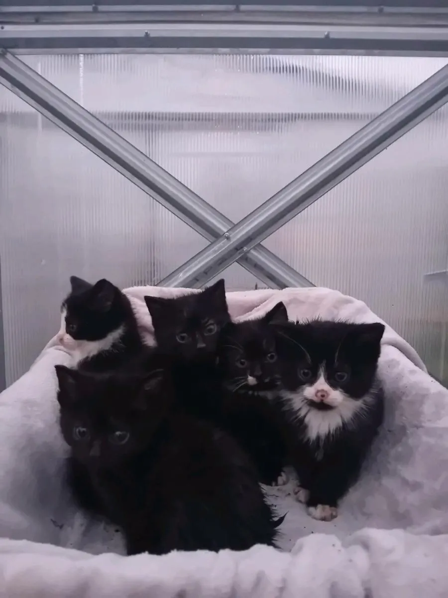 Kittens - Image 1