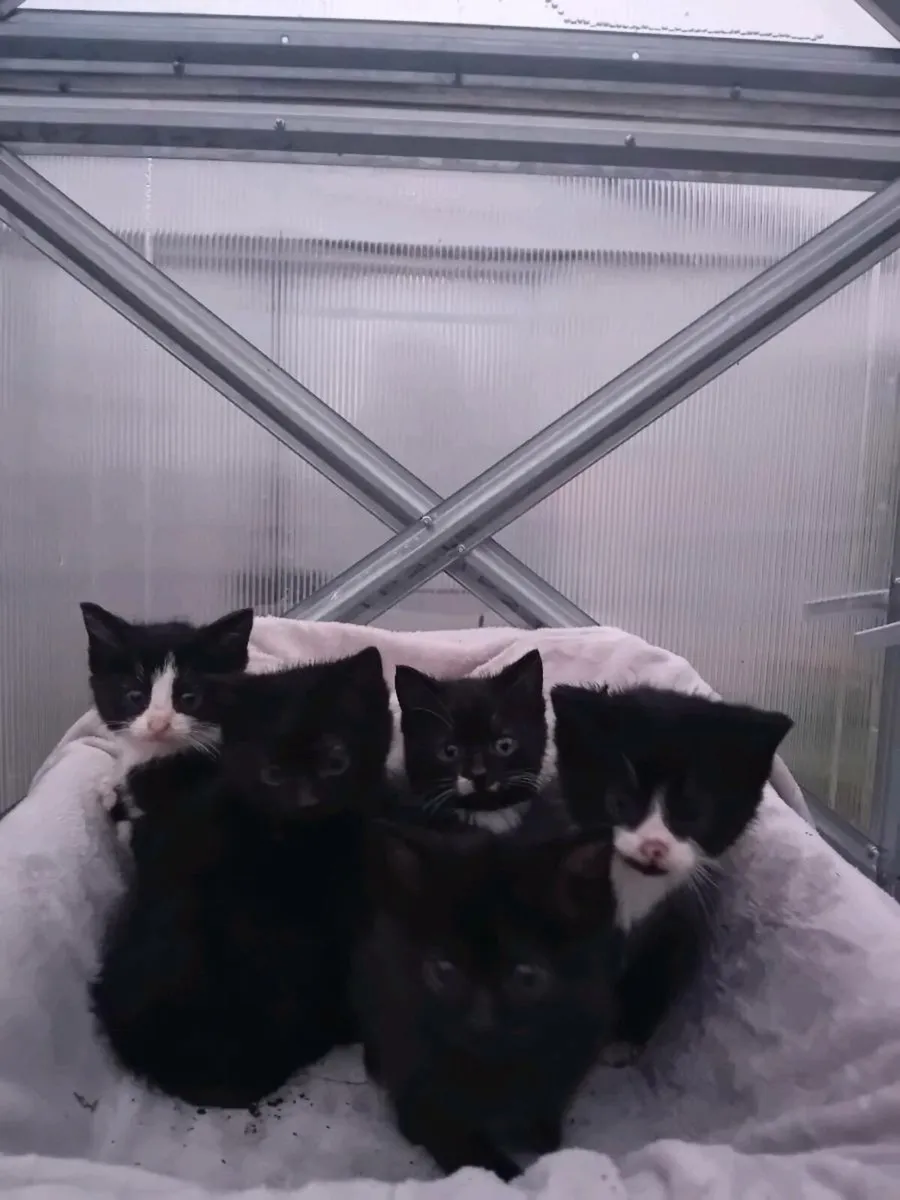 Kittens - Image 4