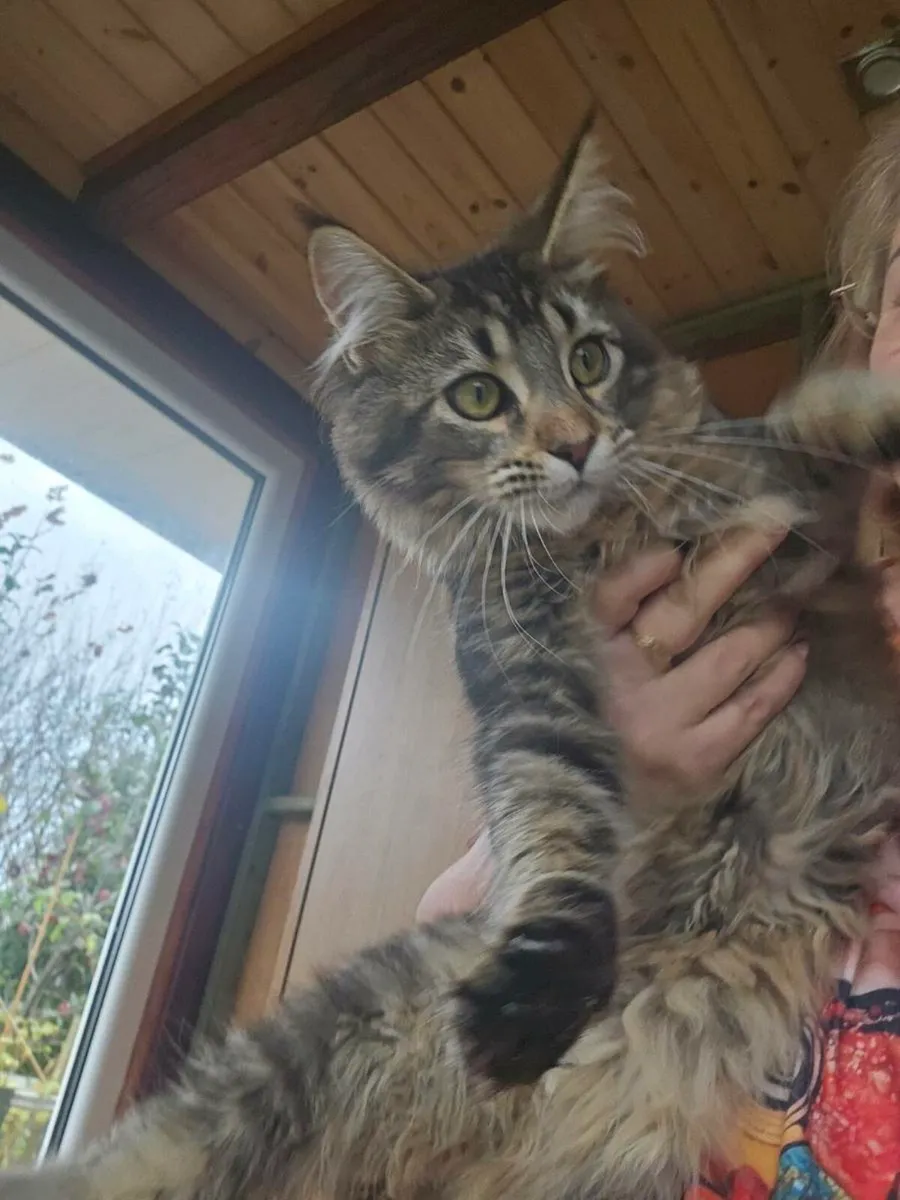 Maine Coon girl pedigree and registered - Image 2