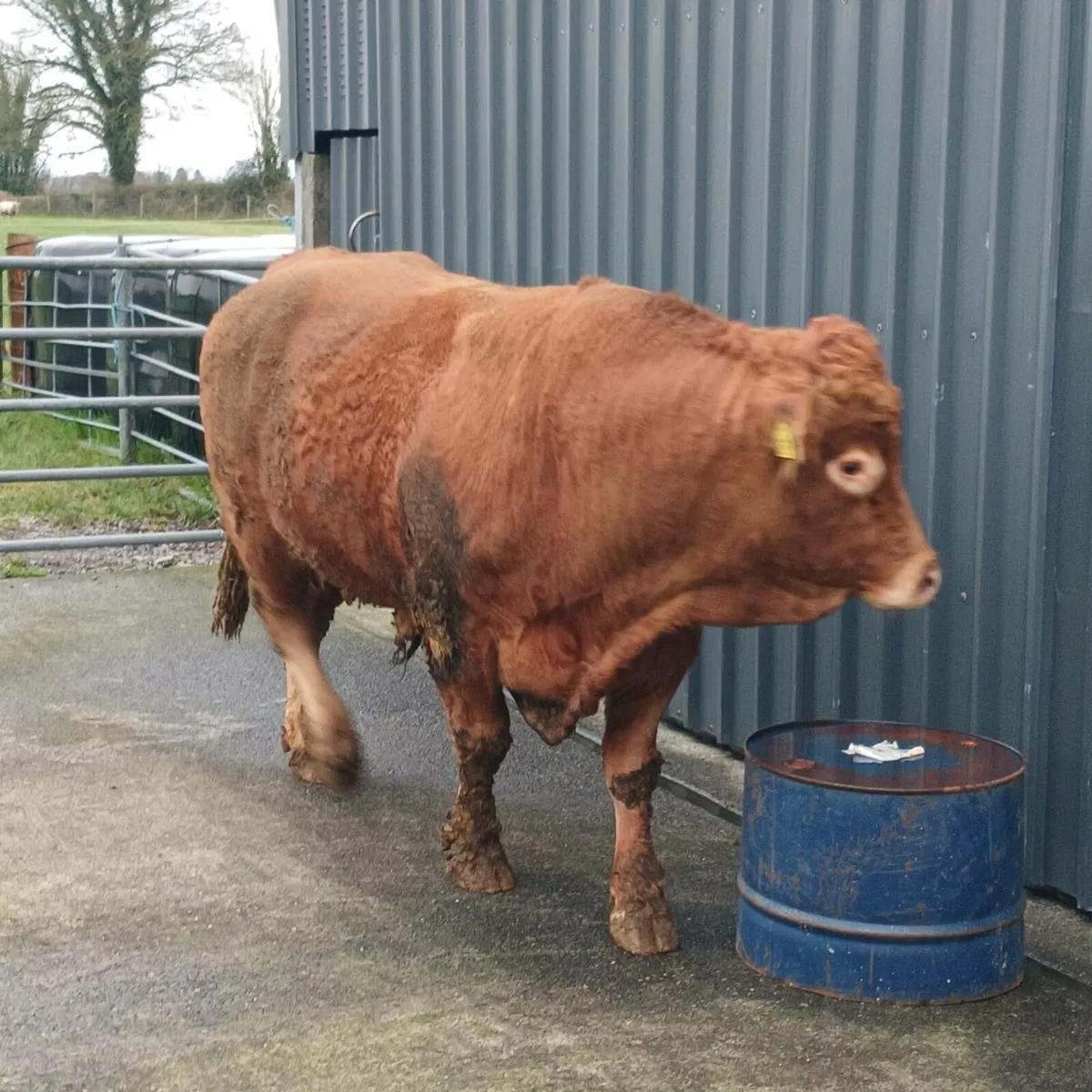 Limousine bull - Image 2