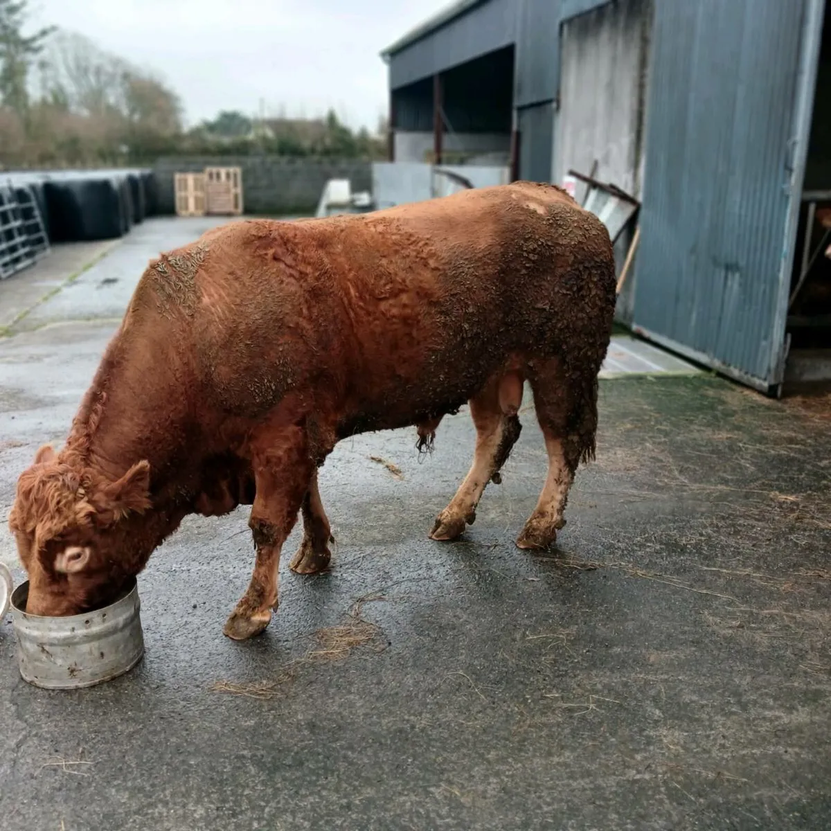 Limousine bull - Image 3