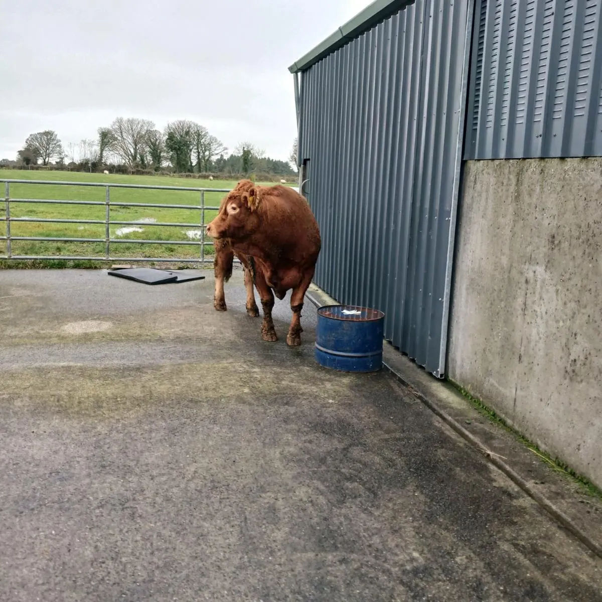 Limousine bull - Image 4