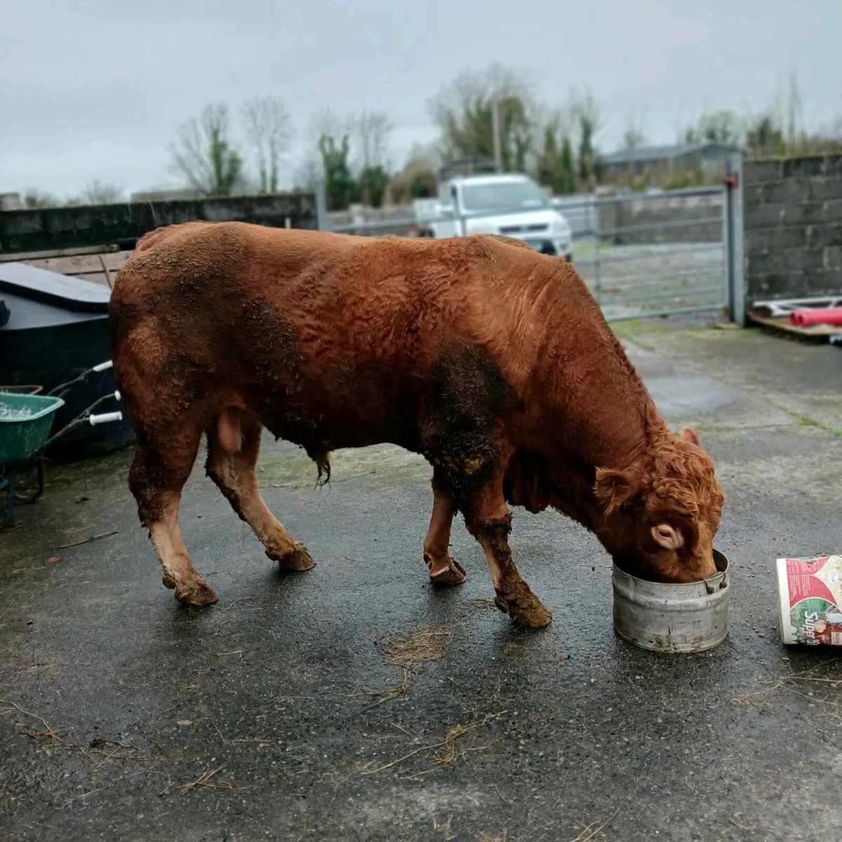 Limousine bull - Image 1