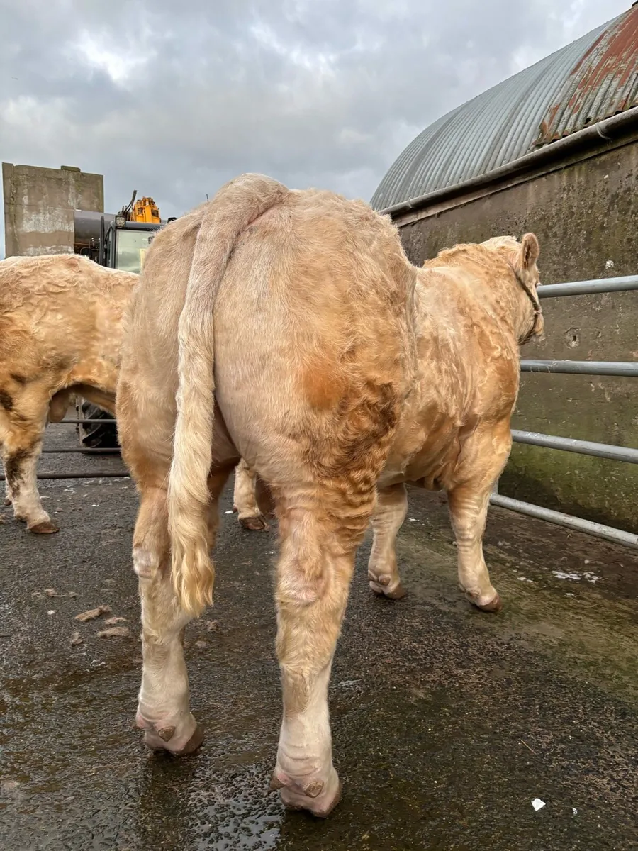 CHAROLAIS BULLS - Image 2